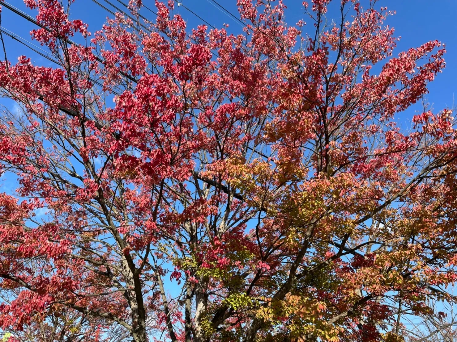 【紅葉】富田林市は木々が色づいています♪【グループホーム】