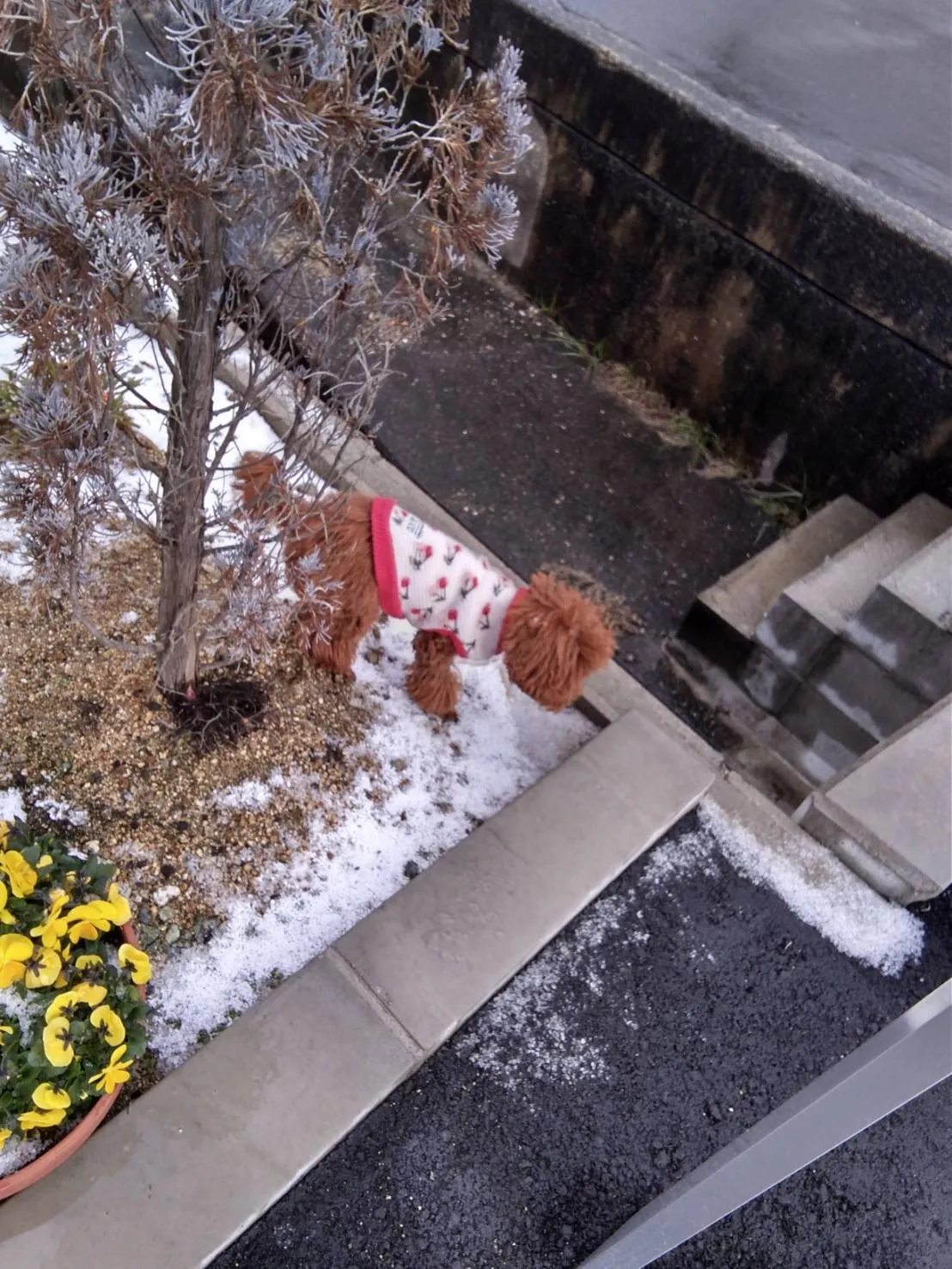 【看板犬】マロン君、初めての雪【アイドル犬】