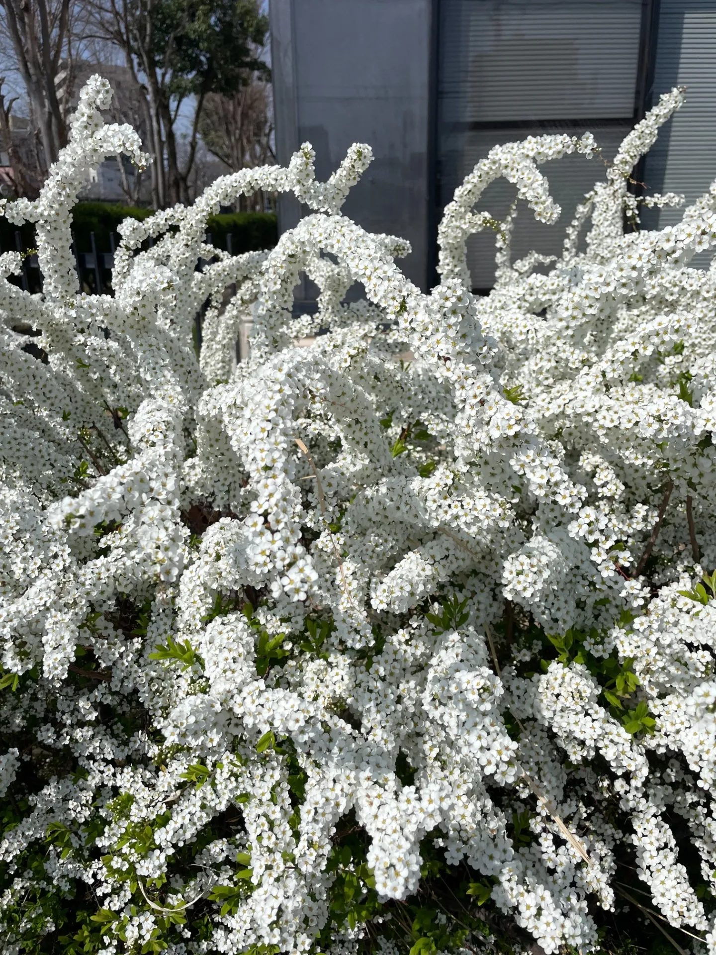【季節】近隣のお花♪【ゆきやなぎ】