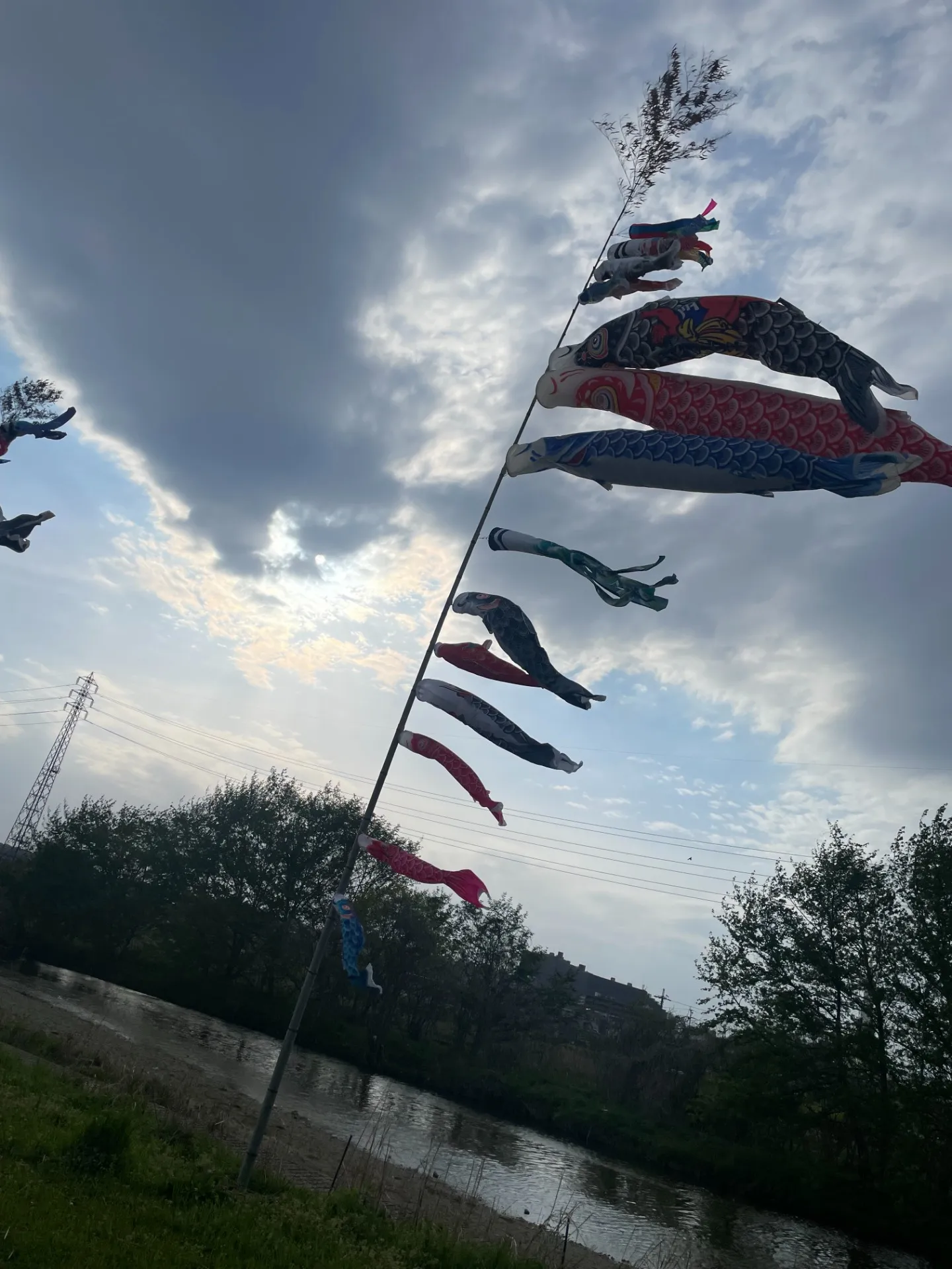 【富田林】石川河川敷【こいのぼり】